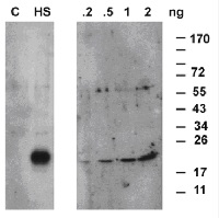 HSP17,6 | Cytosolic class I heat shock protein 17,6 (chicken antibody) in the group Antibodies Plant/Algal / Environmental Stress / Heat shock at Agrisera AB (Antibodies for research) (AS08 284)